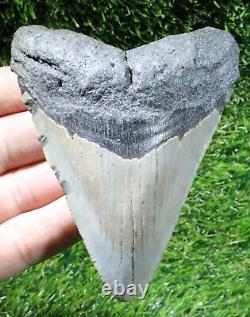 Megalodon Shark Tooth 4.19 Extinct Fossil Authentic NOT RESTORED (WT4-406)