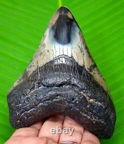 Megalodon Shark Tooth 4.19 Inches Shark Teeth Gorgeous Fossil Megladone