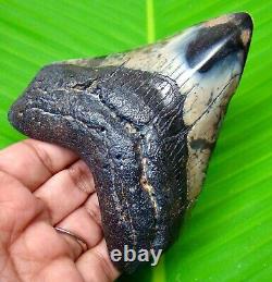 Megalodon Shark Tooth 4.19 Inches Shark Teeth Gorgeous Fossil Megladone