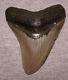 Megalodon Shark Tooth 4 1/16 Shark Teeth Extinct Jaw Fossil Scuba Megalodon