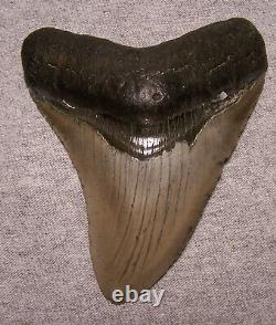 Megalodon Shark Tooth 4 1/16 Shark Teeth Extinct Jaw Fossil Scuba Megalodon