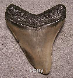 Megalodon Shark Tooth 4 1/16 Shark Teeth Extinct Jaw Fossil Scuba Megalodon