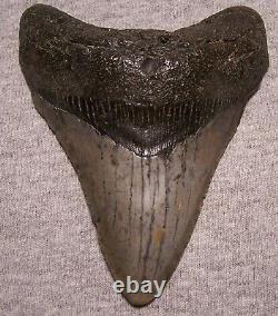 Megalodon Shark Tooth 4 1/16 Sharks Teeth Extinct Big Jaw Fossil No Repair Real