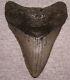 Megalodon Shark Tooth 4 1/16 Sharks Teeth Extinct Big Jaw Fossil No Repair Real