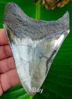 Megalodon Shark Tooth 4 & 1/16 in. SERRATED GOLD PYRITE NO RESTORATIONS