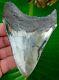 Megalodon Shark Tooth 4 & 1/16 In. Serrated Gold Pyrite No Restorations