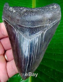 Megalodon Shark Tooth 4 & 1/16 in. SERRATED GOLD PYRITE NO RESTORATIONS