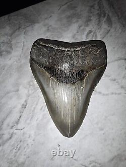 Megalodon Shark Tooth 4 1/2 Inches No Restorations