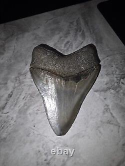 Megalodon Shark Tooth 4 1/2 Inches No Restorations