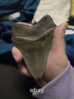 Megalodon Shark Tooth 4 1/2 Inches No Restorations