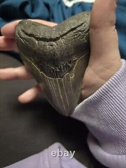 Megalodon Shark Tooth 4 1/2 Inches No Restorations