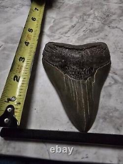 Megalodon Shark Tooth 4 1/2 Inches No Restorations