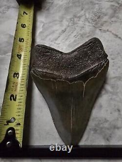 Megalodon Shark Tooth 4 1/2 Inches No Restorations