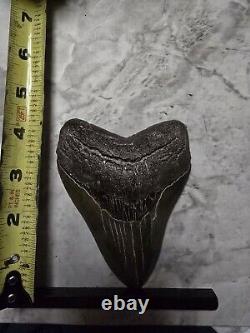 Megalodon Shark Tooth 4 1/2 Inches No Restorations