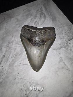 Megalodon Shark Tooth 4 1/2 Inches No Restorations