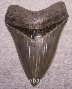 Megalodon Shark Tooth 4 1/2 Shark Teeth Extinct Jaw Fossil Huge Pristine