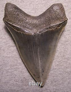 Megalodon Shark Tooth 4 1/2 Shark Teeth Extinct Jaw Fossil Huge Pristine