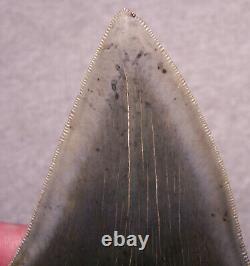 Megalodon Shark Tooth 4 1/2 Shark Teeth Extinct Jaw Fossil Huge Pristine