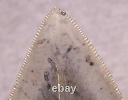 Megalodon Shark Tooth 4 1/2 Shark Teeth Extinct Jaw Fossil Huge Pristine