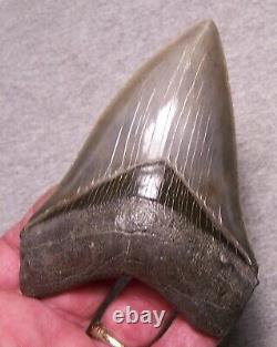 Megalodon Shark Tooth 4 1/2 Shark Teeth Extinct Jaw Fossil Huge Pristine