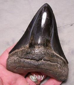 Megalodon Shark Tooth 4 1/2 Shark Teeth Extinct Jaw Fossil Sharp Serrations