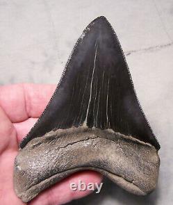 Megalodon Shark Tooth 4 1/2 Shark Teeth Extinct Jaw Fossil Sharp Serrations