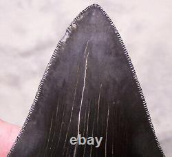 Megalodon Shark Tooth 4 1/2 Shark Teeth Extinct Jaw Fossil Sharp Serrations