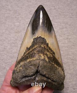 Megalodon Shark Tooth 4 1/2 Shark Teeth Fossil Stunning Color Polished Huge