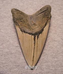 Megalodon Shark Tooth 4 1/2 Shark Teeth Fossil Stunning Color Polished Huge