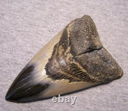 Megalodon Shark Tooth 4 1/2 Shark Teeth Fossil Stunning Color Polished Huge