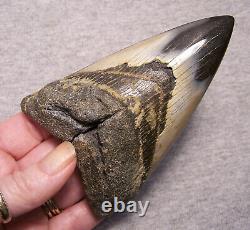 Megalodon Shark Tooth 4 1/2 Shark Teeth Fossil Stunning Color Polished Huge