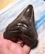 Megalodon Shark Tooth 4 1/2 Shark Teeth Huge Fossil Stunning Color Real