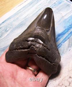 Megalodon Shark Tooth 4 1/2 Shark Teeth Huge Fossil Stunning Color Real