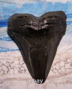 Megalodon Shark Tooth 4 1/2 Shark Teeth Huge Fossil Stunning Color Real