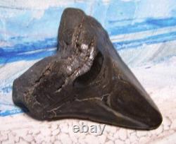 Megalodon Shark Tooth 4 1/2 Shark Teeth Huge Fossil Stunning Color Real