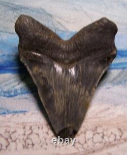 Megalodon Shark Tooth 4 1/2 Shark Teeth Huge Fossil Stunning Color Real