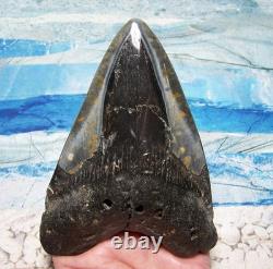 Megalodon Shark Tooth 4 1/2 Shark Teeth Huge Jaw Fossil Stunning Polished