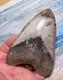 Megalodon Shark Tooth 4 1/2 Shark Teeth Huge Jaw Fossil Stunning Polished
