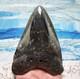 Megalodon Shark Tooth 4 1/2 Shark Teeth Huge Jaw Fossil Stunning Polished