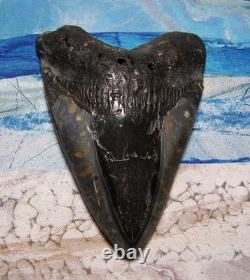 Megalodon Shark Tooth 4 1/2 Shark Teeth Huge Jaw Fossil Stunning Polished