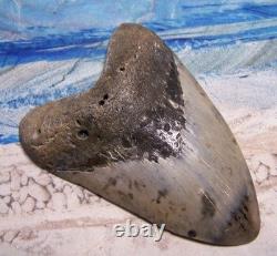 Megalodon Shark Tooth 4 1/2 Shark Teeth Huge Jaw Fossil Stunning Polished