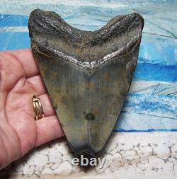 Megalodon Shark Tooth 4 1/2 Shark Teeth Huge Jaw Fossil Stunning Polished
