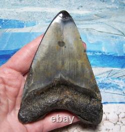 Megalodon Shark Tooth 4 1/2 Shark Teeth Huge Jaw Fossil Stunning Polished