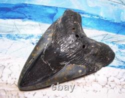 Megalodon Shark Tooth 4 1/2 Shark Teeth Huge Jaw Fossil Stunning Polished