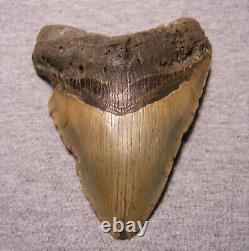 Megalodon Shark Tooth 4 1/2 Shark Teeth Jaw Fossil Real Megladon Scuba Huge