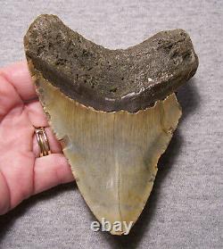 Megalodon Shark Tooth 4 1/2 Shark Teeth Jaw Fossil Real Megladon Scuba Huge