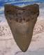 Megalodon Shark Tooth 4 1/2 Sharks Teeth Extinct Big Jaw Fossil Megladon Dive