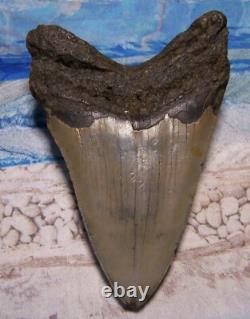 Megalodon Shark Tooth 4 1/2 Sharks Teeth Extinct Big Jaw Fossil Megladon Dive