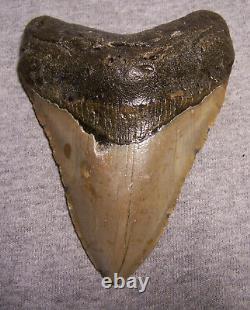 Megalodon Shark Tooth 4 1/2 Sharks Teeth Extinct Big Jaw Fossil No Repair Real
