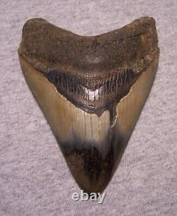 Megalodon Shark Tooth 4 1/2 Teeth Jaw Fossil Stunning Color Polished Real Huge